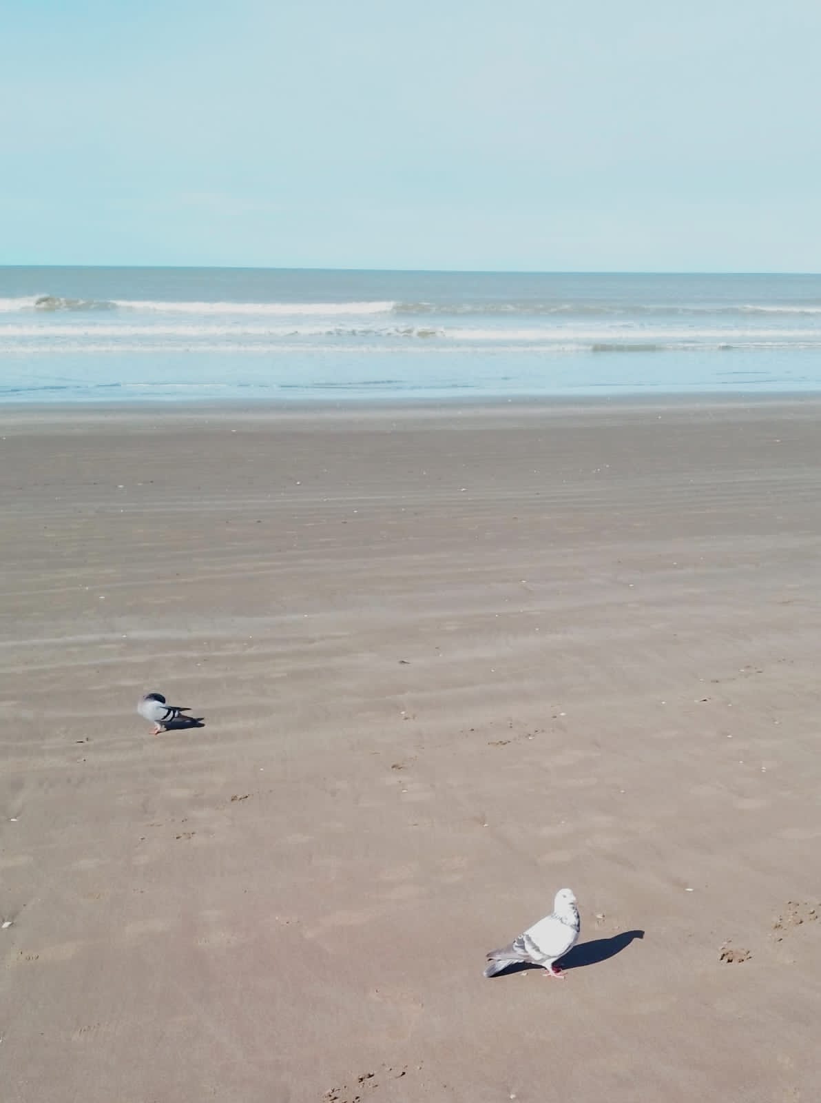 Captura de tweet - Expediente 007